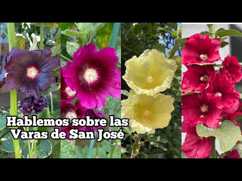Vara de San José y sus cuidados #plantas