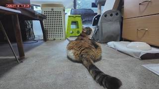 三毛猫フミちゃん　 LIVE配信　2026年7月18日　calico cat　(LIVE stream)