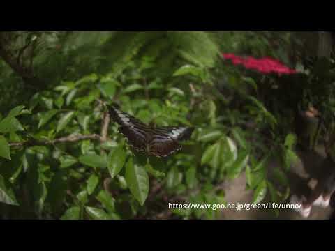 マレーシアのタテハチョウ