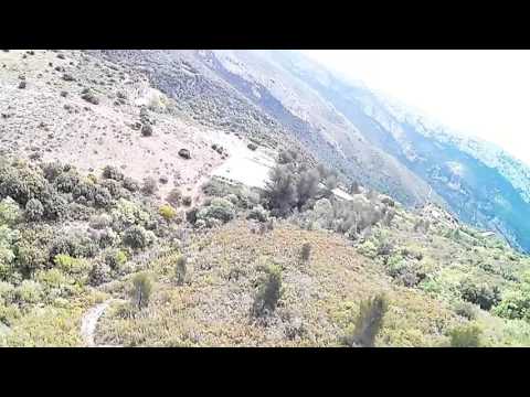 la bonsai en colline