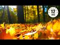 12 Hours Of Relaxing Music Relaxing Piano Cello Sleep Music Stress Relief Zoe