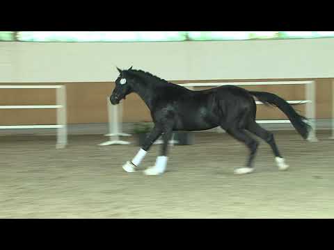 30. Meckl. Körtage 2020 - Kat.Nr. 12 Junghengst v. Dettori - Rousseau