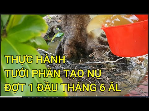 🔴 QBS23437 - THỜI ĐIỂM TẠO NỤ CHO CÂY MAI VÀNG MIỀN BẮC | TẠO NỤ CHO CÂY MAI VÀNG MIỀN BẮC SỚM