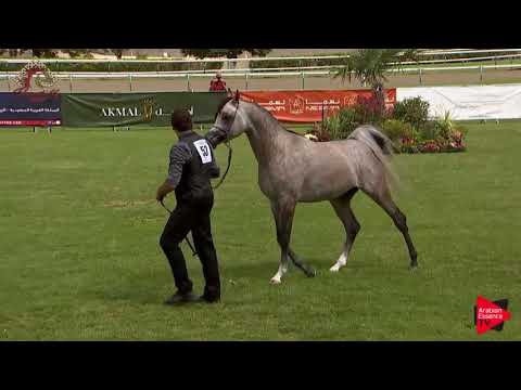 N.53 HL EL GANADOR - Chantilly 2019 AHO World Cup - 2-3 Years Old Colts (Class 7B)