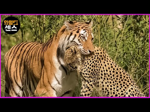 카메라에 포착된 역대 가장 치명적인 호랑이 공격 장면 | 야생동물