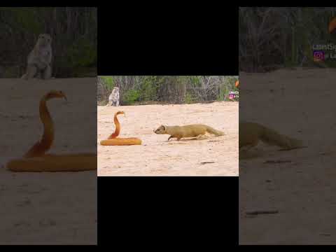 snake vs nebla. #nebla #snake  #cobra  #wildanimals  #shorts