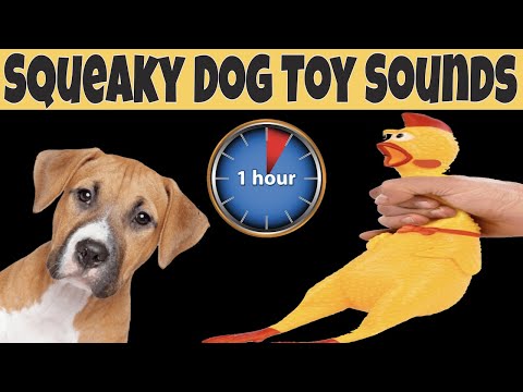 Squeaky Toy Dog Toy Sounds 1 Hour | DOG TOYS ONE HOUR