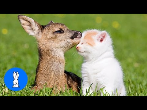 Baby Deer (Fawn) Jumping & Hopping - CUTEST Compilation