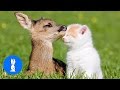 Baby Deer Fawn Jumping Hopping CUTEST Compilation