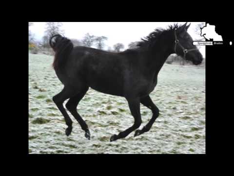 1 1/2jährige Stute von Vizeweltmeister Belantis