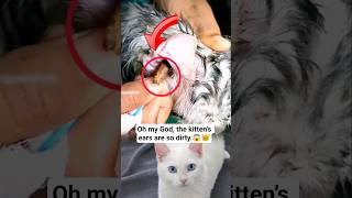 😱Oh my God, the kitten’s ears are so dirty #kitten #cat #petcare #earcleaning #kittencare #catlover