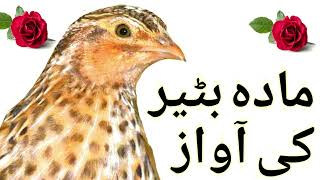 Download lagu kirk volume 2 | madi batair ki awaz | female quail calling mp3