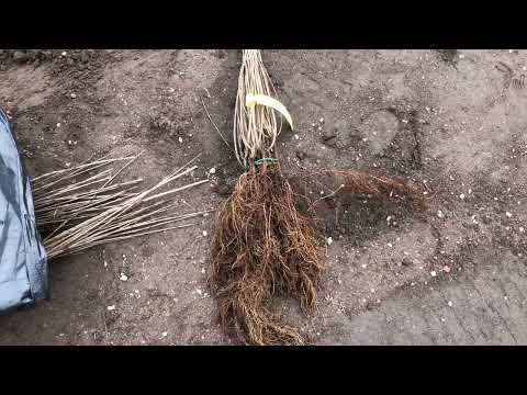 Bygga hus - Del 78 - Plantera häck