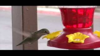 the album leaf  "eastern glow "