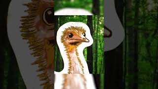 ESSE PASSARO VENCEU UMA GUERRA