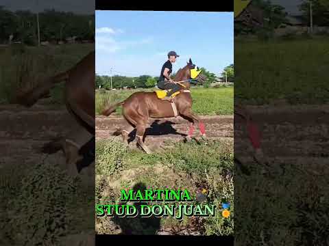 MARTINA STUD DON JUAN DE CAMPO LARGO CHACO #pasión #caballos #carreras #parati #fyp
