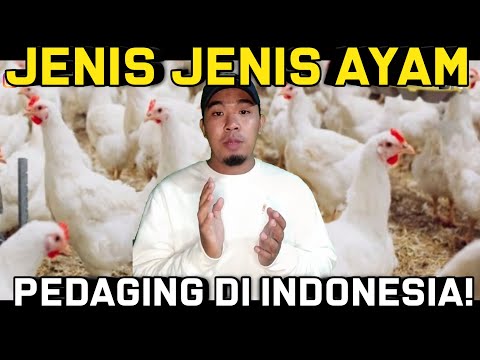 , title : 'JENIS JENIS AYAM PEDAGING DI INDONESIA??'