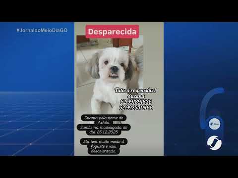 Cachorrinha desaparecida em Aparecida de Goiânia