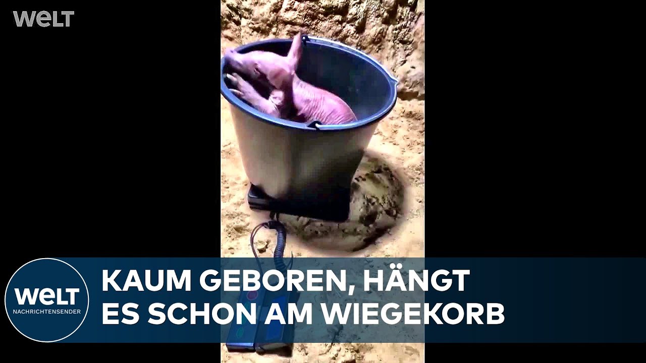 ZOO BERLIN: Niedlicher Neuzugang – ein Erdferkel-Junges erkundet seine Welt – im Überblick