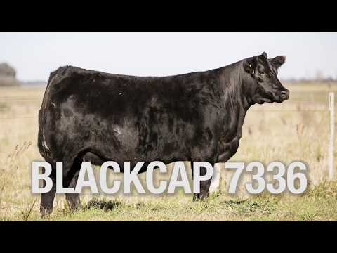 RUBETA BLACKCAP 7336