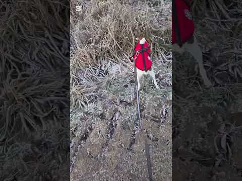 Hundpromenad i kylan: Ziva är redo för ett frostigt äventyr! 🌬️