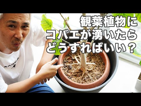 鉢植えの土の中のハエ:何が起こっているのでしょうか? トピックス