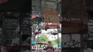 Download lagu murai ekor panjang ikut lomba burung latpres mp3 Download lagu murai ekor panjang ikut lomba burung latpres mp3