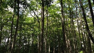 Sacred Rudraksha Forest, Kauai