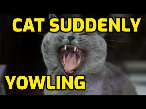 Why Is My Senior Cat So Vocal (Screaming) At Night?