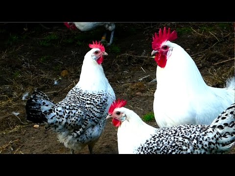 , title : 'Ostfriesische Möwen Hühner - Alte Nutztierrassen Folge 101 - Film Sprenkelhühner, frisian chickens'