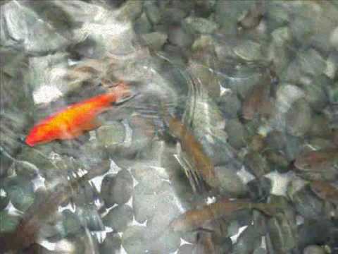 Sorog Tsetseg feat Uki - Zvrh min(seal).wmv