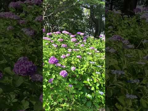 アジサイの開花を促進するのに最適なマルチは何ですか?  庭園