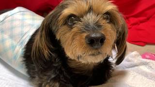 うちの犬がまた歩けなくなりました