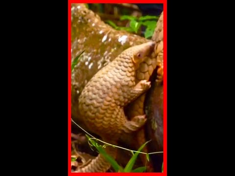 The strangest animal you've never heard of, the Indian pangolin, an anteater#2