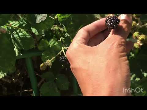 #food #nature #travel #viralvideo  #beautiful #uk #pakistan #2025 #kpk #black #berry #lovely