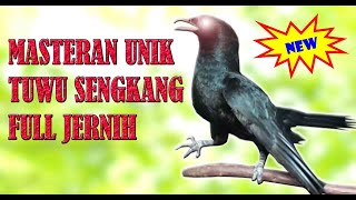 Download lagu MASTERAN UNIK BURUNG TUWU SENGKANG GACOR JERNIH mp3