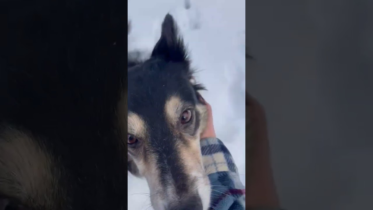 Enlarge Honey, a ADOPTABLE Border Collie in Minneapolis, MN video 4/4