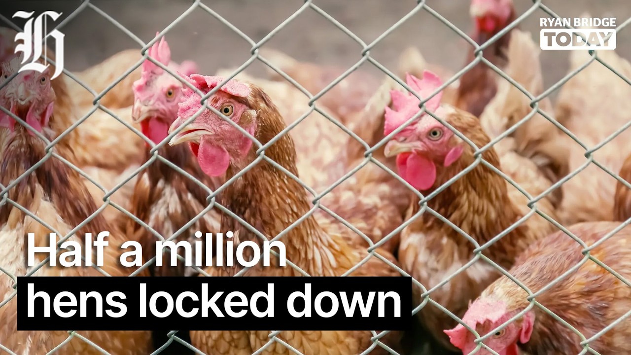 Half a million hens locked down due to bird flu | Ryan Bridge TODAY
