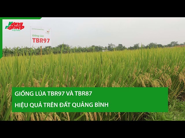 Giống lúa TBR97 và TBR87 cho năng suất chất lượng cao
