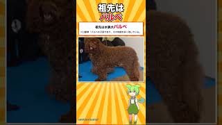日本でいちばん多い犬、じつは猟犬だった｜プードル
