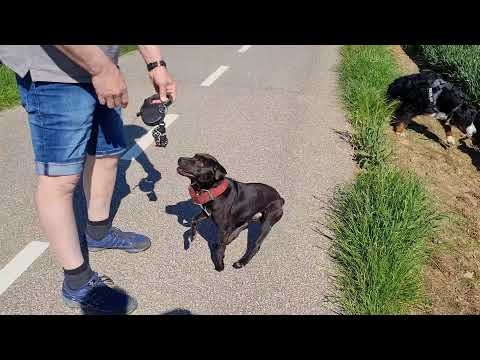 CHASING BERNER SENNEN DOG VS. HEIDETERRIER VS. PATTERDALE BSL ESTACADO. FELL TERRIERS FIELDWORK FUN