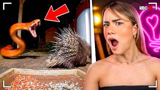 Bizarre Animal Defenses — Full Breakdown & Transcript
