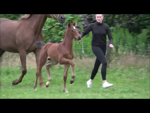 *2023 Hengst von Freigeist - Lehmann