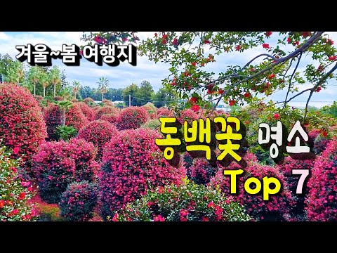 꽃이 그리운 겨울엔~, 동백꽃 명소 7곳ㅣ 최근 정보