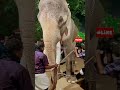 രാമൻ / ആന ചന്തം  / Elephant / Elephant video / Aana / aradh vlogs / #shorts