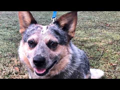 Wyatt, an adopted Cattle Dog in Kittanning, PA_image-1