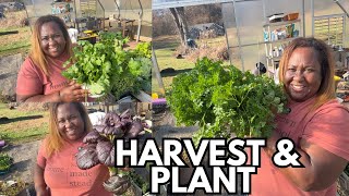 Planting More Fall Crops in November| Zone 7