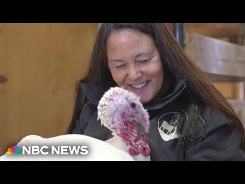 Turkeys at Gentle Barn in Tennessee offer comfort through cuddles - YouTube