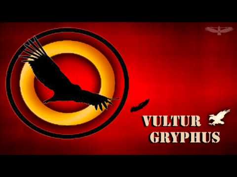 vultur gryphus- colombia