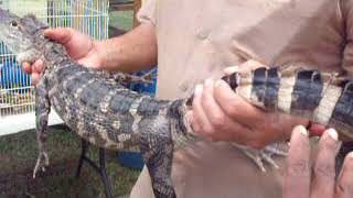 The Late, Great Percy King and his Baby Gator!